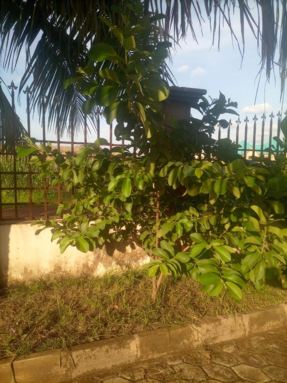 Temaya Cottage Lodge Tamale Buitenkant foto